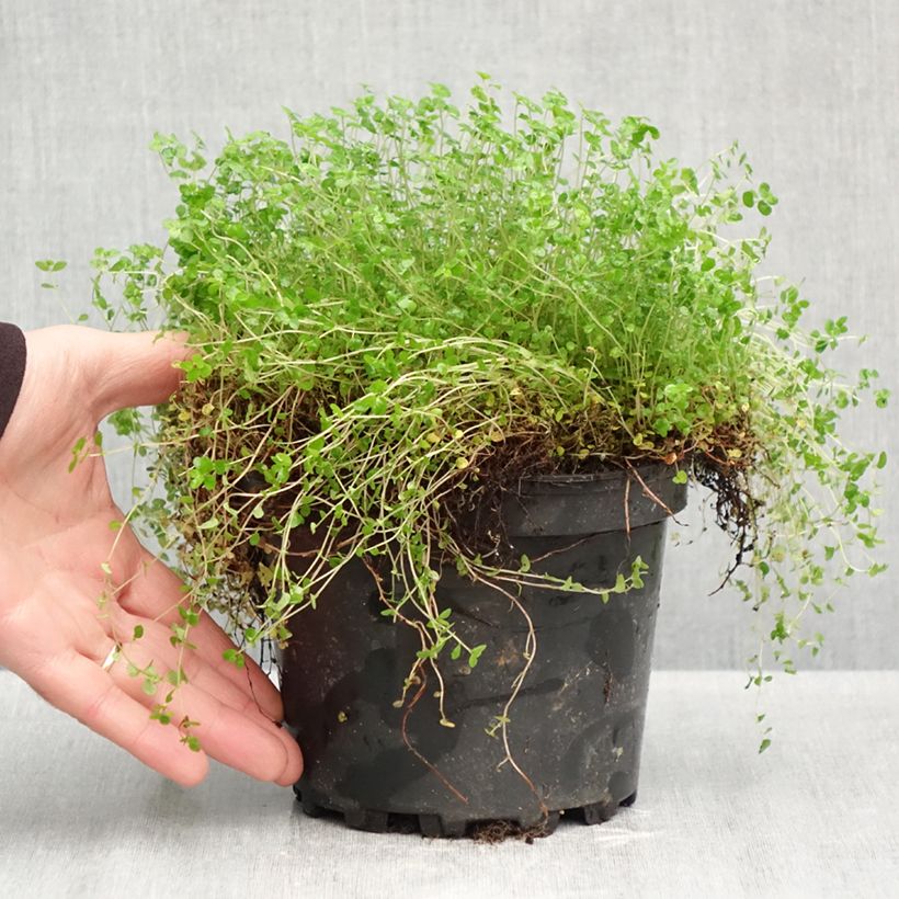 Exemplar von Helxine soleirolii - Soleirolia Topf mit 2L/3L wie im Herbst geliefert