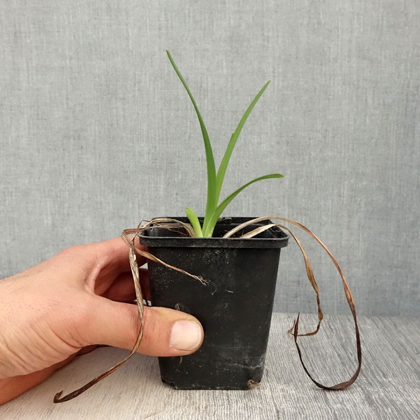 Exemplar von Hemerocallis Amadeus - Taglilie Kleine Töpfe von 8/9 cm wie im Frühjahr geliefert