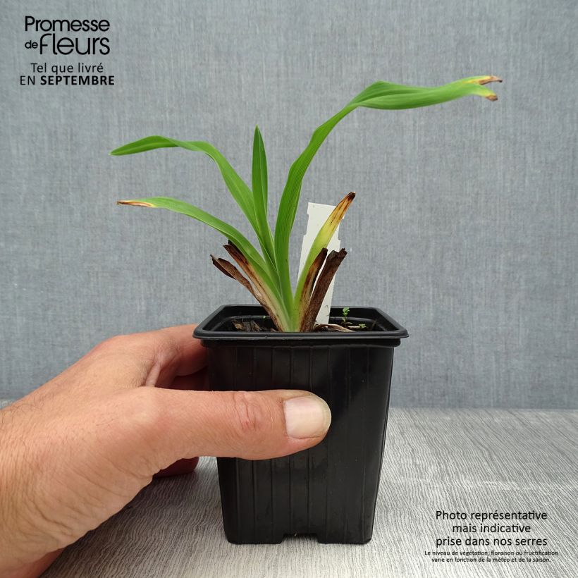 Exemplar von Hemerocallis American Revolution - Taglilie Kleine Töpfe von 8/9 cm wie im Herbst geliefert