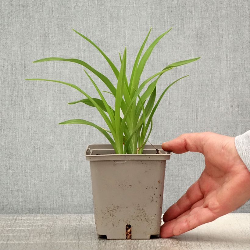 Exemplar von Hemerocallis Amerstone Amethyst Jewel - Taglilie Topf mit 1L/1,5L wie im Frühjahr geliefert