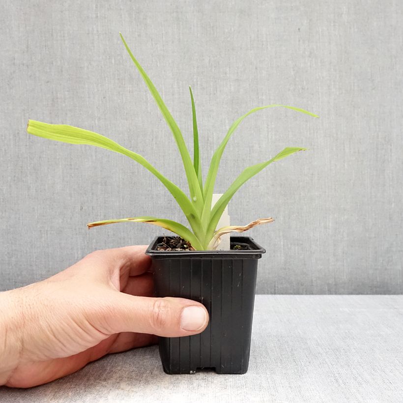 Exemplar von Hemerocallis Apricot Beauty - Taglilie Kleine Töpfe von 8/9 cm wie im Frühjahr geliefert