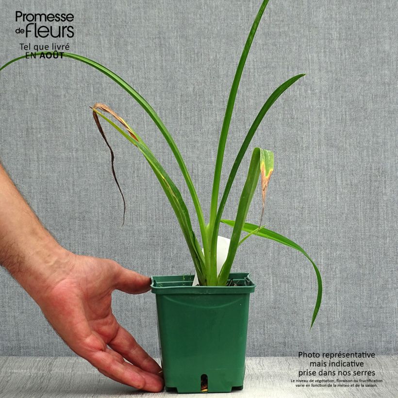 Exemplar von Hemerocallis Arctic Snow - Taglilie Topf mit 1L/1,5L wie im Sommer geliefert