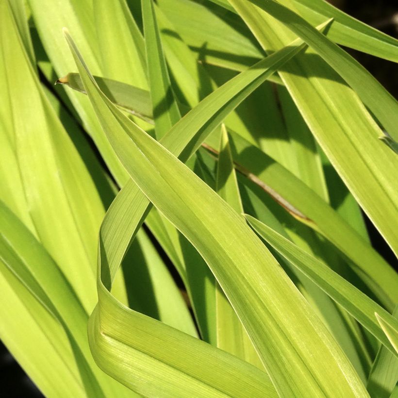 Hemerocallis Bakabana - Taglilie (Laub)