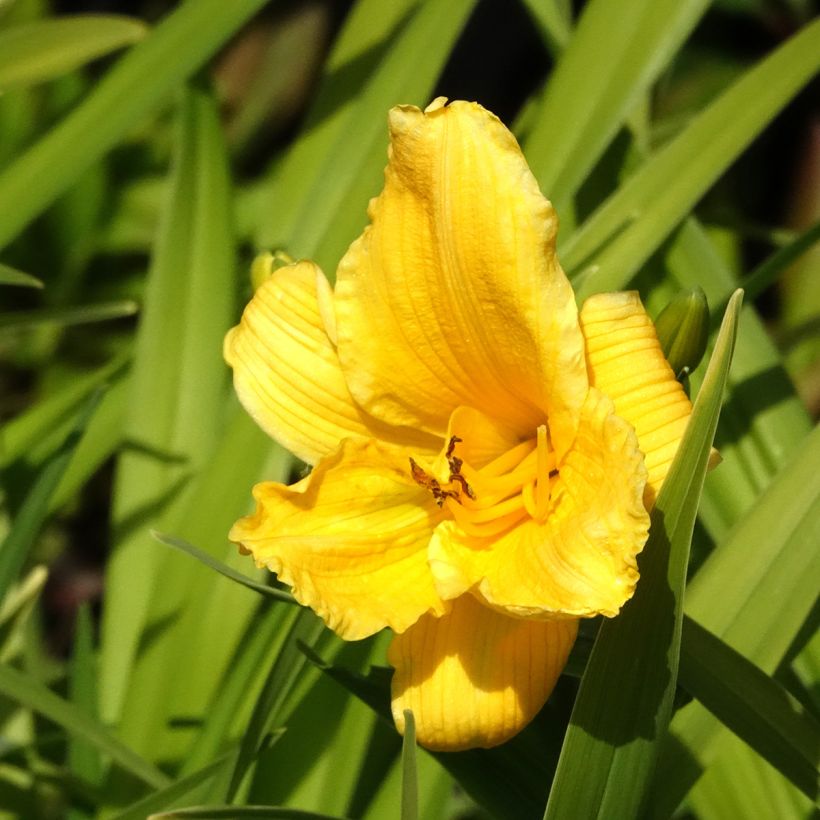 Hemerocallis Bakabana - Taglilie (Blüte)