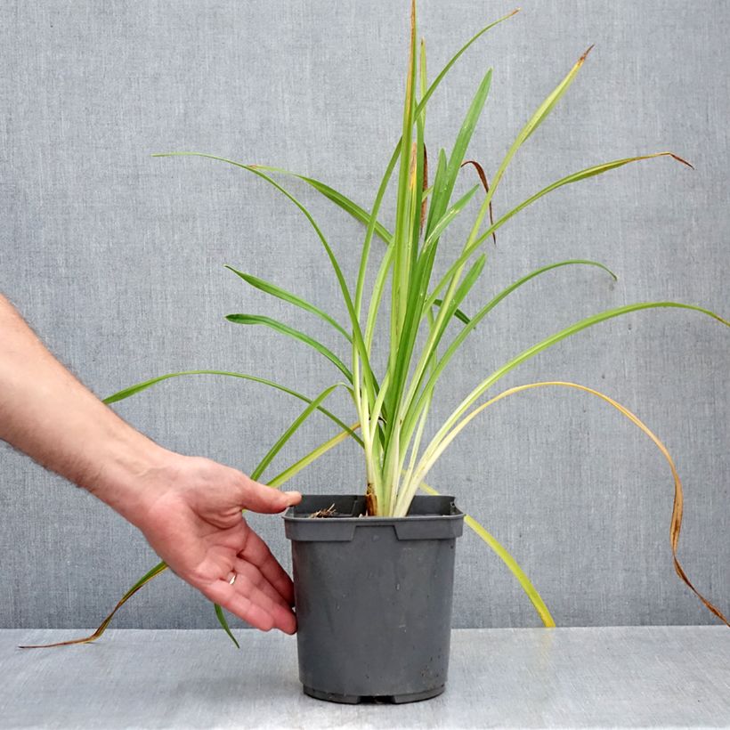 Exemplar von Hemerocallis Bakabana - Taglilie Topf mit 2L/3L wie im Herbst geliefert