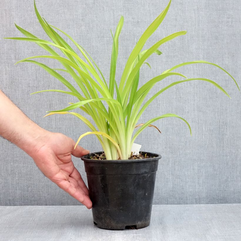 Example of Hemerocallis Bakabana - Taglilie Topf mit 2L/3L as you get in printemps