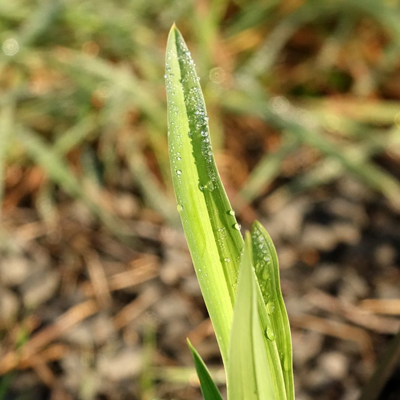 Hemerocallis Baracuda Bay - Taglilie (Foliage)