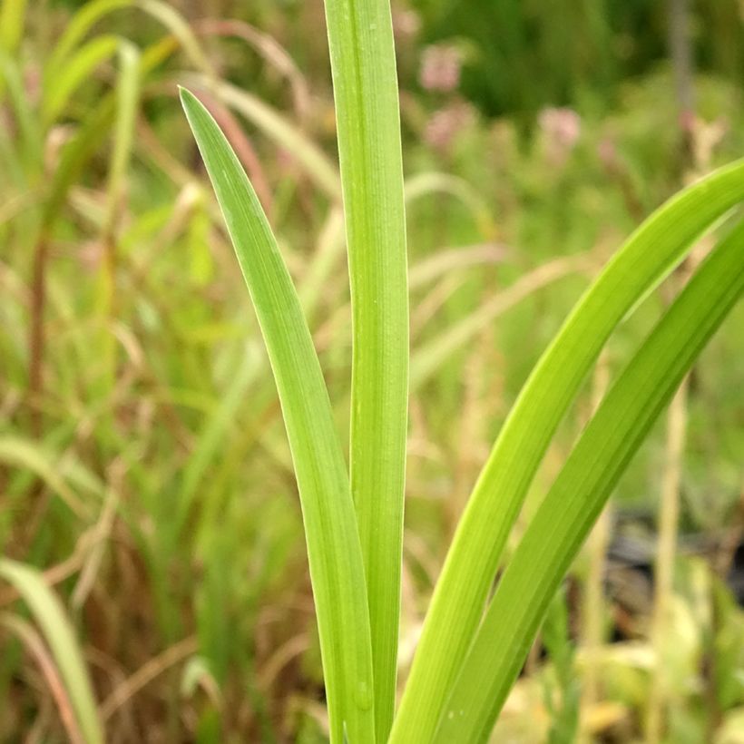 Hemerocallis Bela Lugosi - Taglilie (Foliage)
