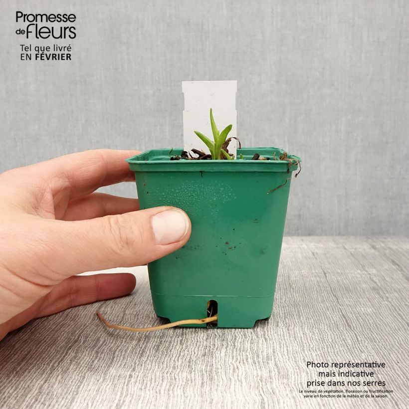 Exemplar von Hémérocalle Bonanza - Lis d'un jour Godet de 8/9 cm wie im Winter geliefert