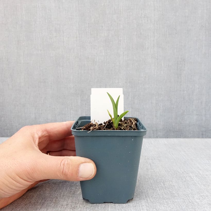 Exemplar von Hemerocallis Burning Daylight - Taglilie Kleine Töpfe von 8/9 cm wie im Frühjahr geliefert