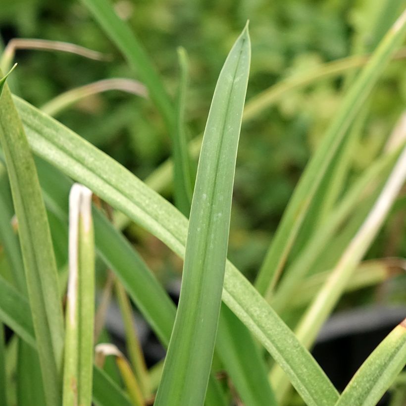 Hemerocallis Cape Breton - Taglilie (Laub)