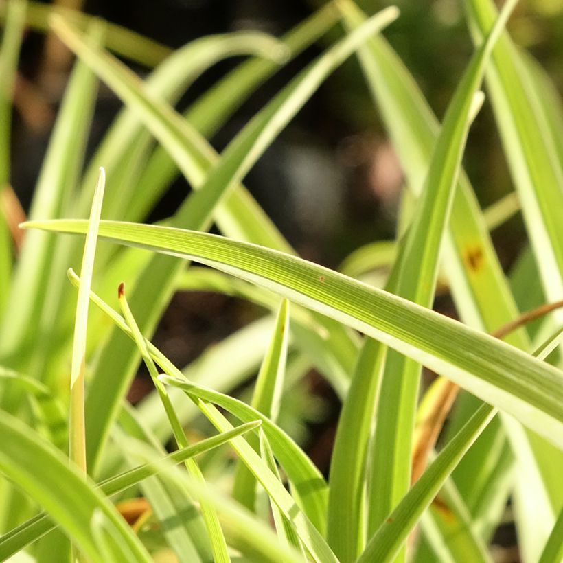 Hemerocallis Catherine Woodbury - Taglilie (Foliage)