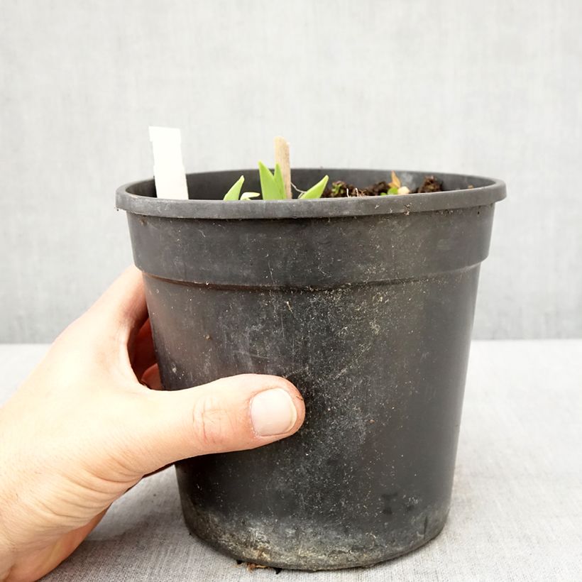 Exemplar von Hemerocallis Chicago Sunrise - Taglilie Topf mit 2L/3L wie im Frühjahr geliefert