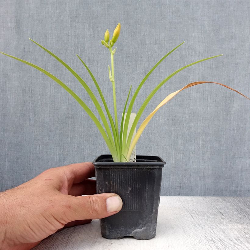 Exemplar von Hemerocallis Children s Festival - Taglilie Kleine Töpfe von 8/9 cm wie im Sommer geliefert