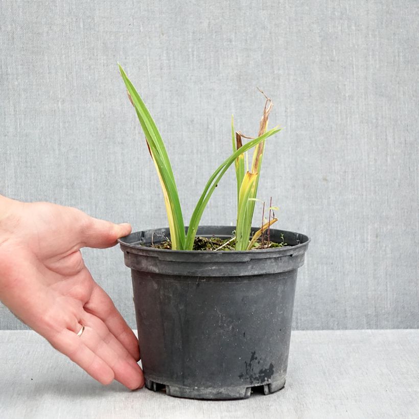 Exemplar von Hemerocallis Condilla - Taglilie Topf mit 2L/3L wie im Herbst geliefert