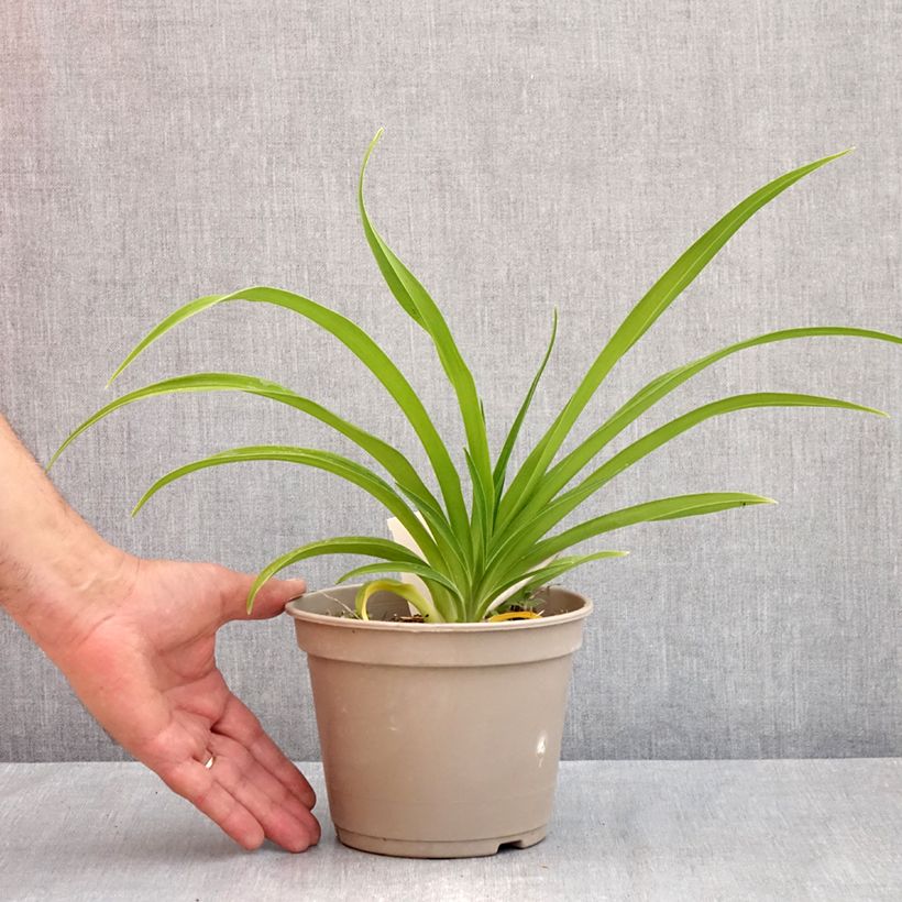 Exemplar von Hemerocallis Condilla - Taglilie Topf mit 2L/3L wie im Frühjahr geliefert