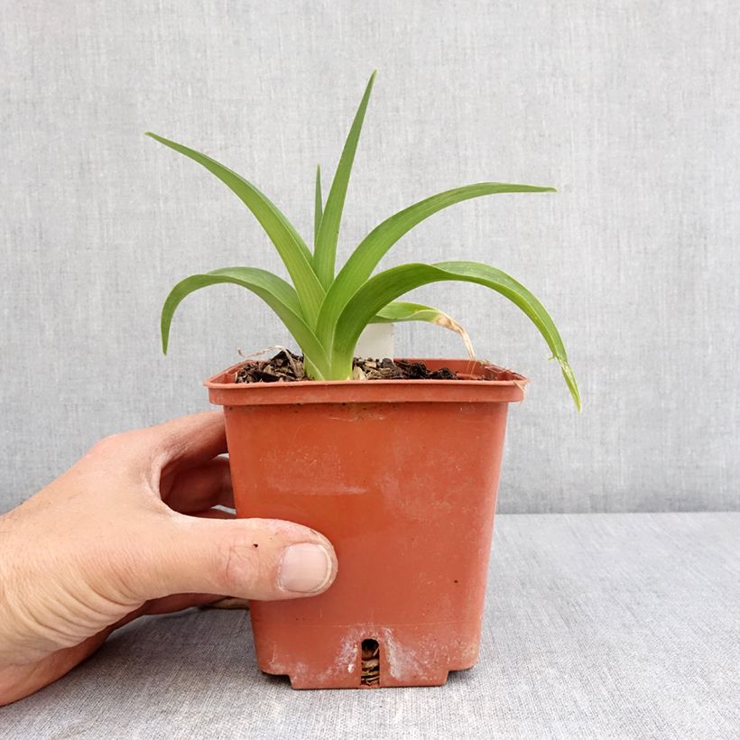 Exemplar von Hemerocallis Daring Deception - Taglilie Topf mit 1L/1,5L wie im Frühjahr geliefert