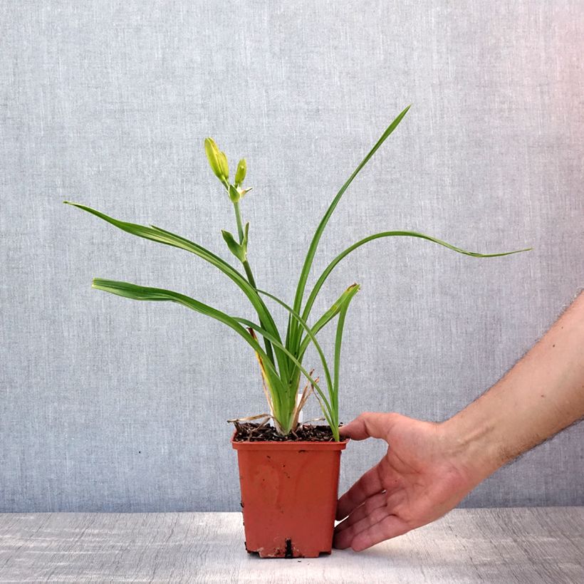 Exemplar von Hemerocallis Destined to See - Taglilie Topf mit 1L/1,5L wie im Sommer geliefert