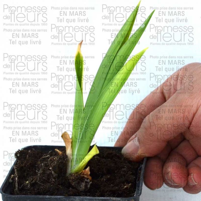 Example of Hemerocallis Double Dream - Taglilie Kleine Töpfe von 8/9 cm as you get