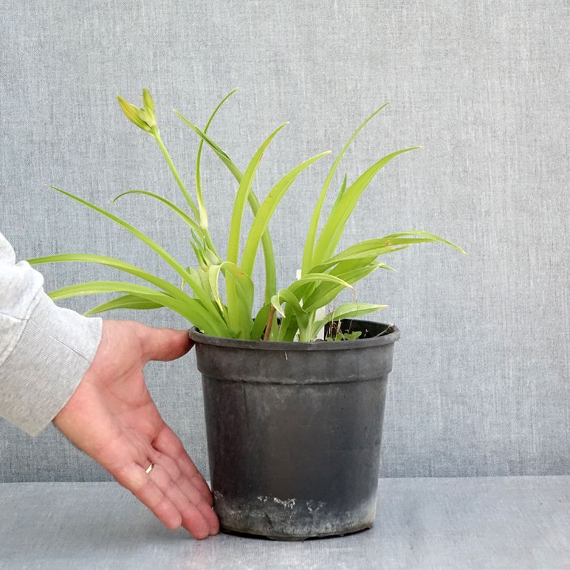 Example of Hemerocallis Double Dream - Taglilie Topf mit 2L/3L as you get in printemps