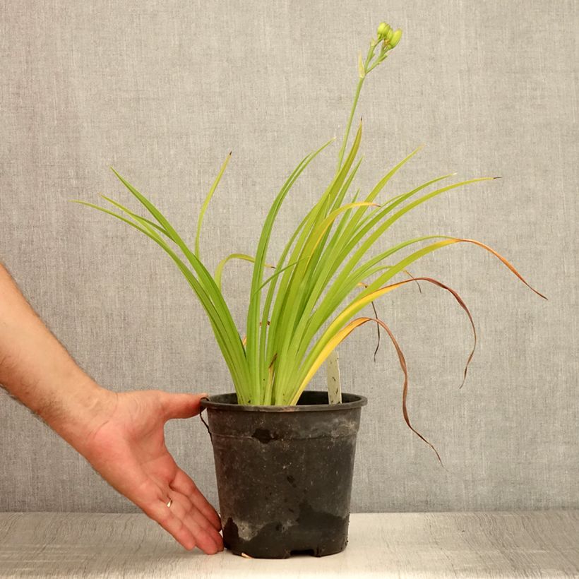 Exemplar von Hemerocallis Double River Wye - Taglilie Topf mit 2L/3L wie im Sommer geliefert