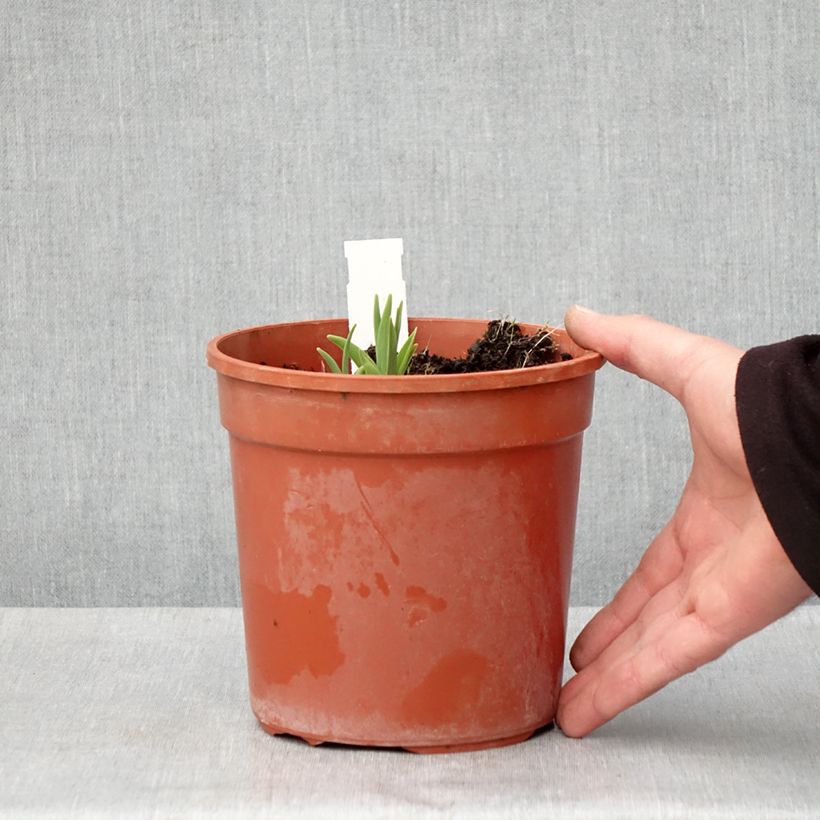 Example of Hemerocallis Double River Wye - Taglilie Topf mit 2L/3L as you get in printemps