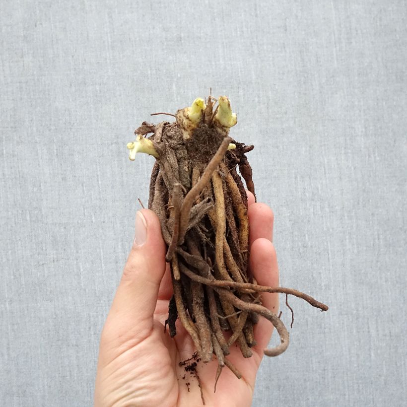 Example of Hemerocallis Double River Wye - Taglilie Wurzelnackt as you get in hiver