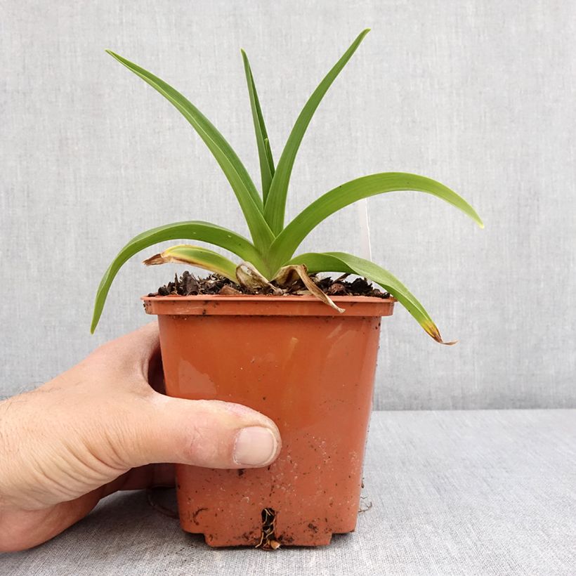 Exemplar von Hemerocallis Dream Legacy - Taglilie Topf mit 1L/1,5L wie im Frühjahr geliefert