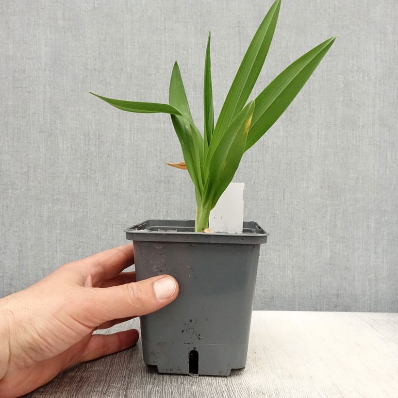 Exemplar von Hemerocallis Enchanted Forest - Taglilie Topf mit 1L/1,5L wie im Frühjahr geliefert