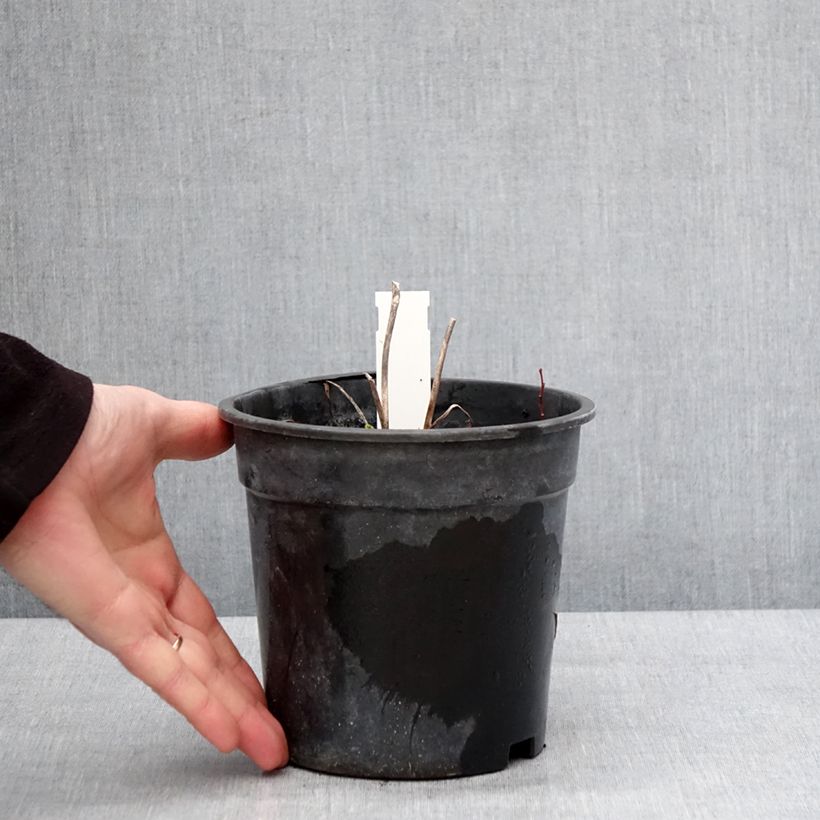 Example of Hemerocallis Everydaylily Bronze - Taglilie Topf mit 2L/3L as you get in hiver