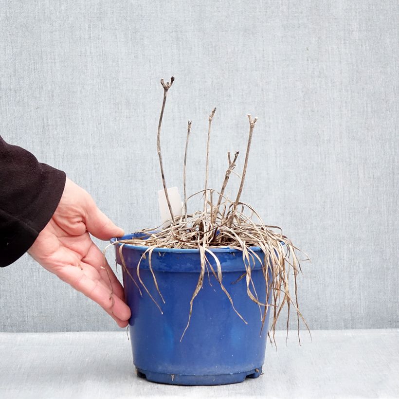 Example of Hemerocallis Everydaylily Cerise - Taglilie Topf mit 2L/3L as you get in hiver