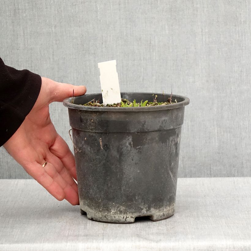 Exemplar von Hemerocallis Everydaylily Punch Yellow - Taglilie Topf mit 2L/3L wie im Frühjahr geliefert