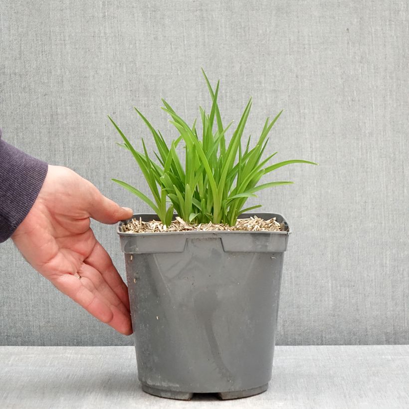 Exemplar von Hemerocallis Everydaylily Red Ribs - Taglilie Topf mit 2L/3L wie im Frühjahr geliefert