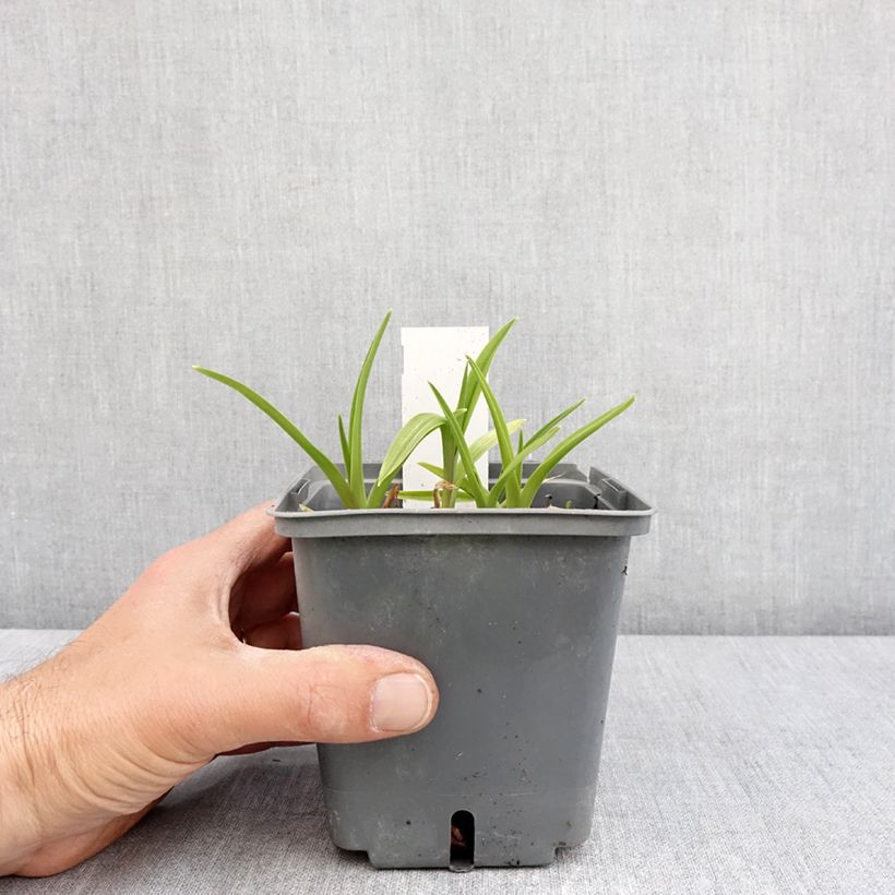 Exemplar von Hemerocallis Exotic Treasure - Taglilie Topf mit 1L/1,5L wie im Frühjahr geliefert