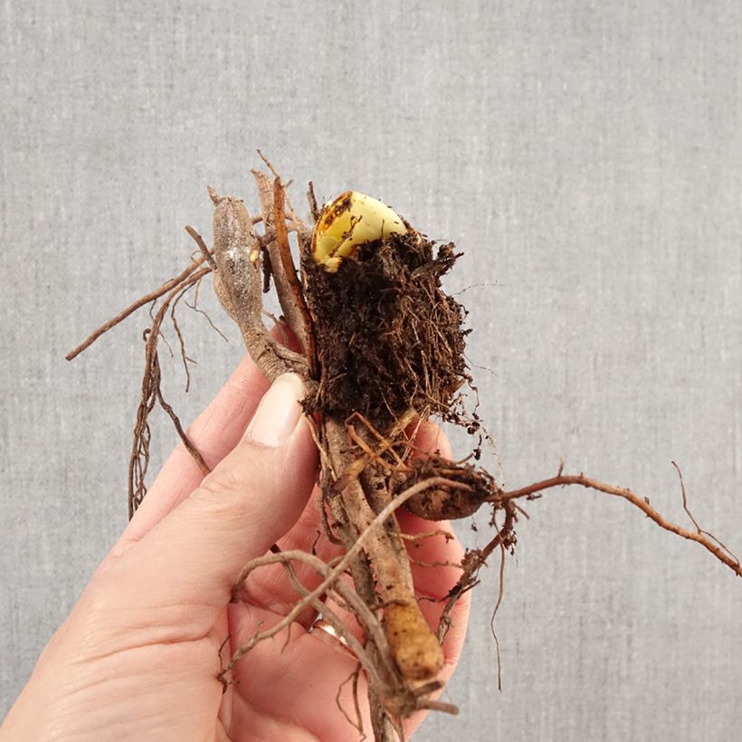 Exemplar von Hemerocallis Exotic Treasure - Taglilie Wurzelnackt wie im Winter geliefert