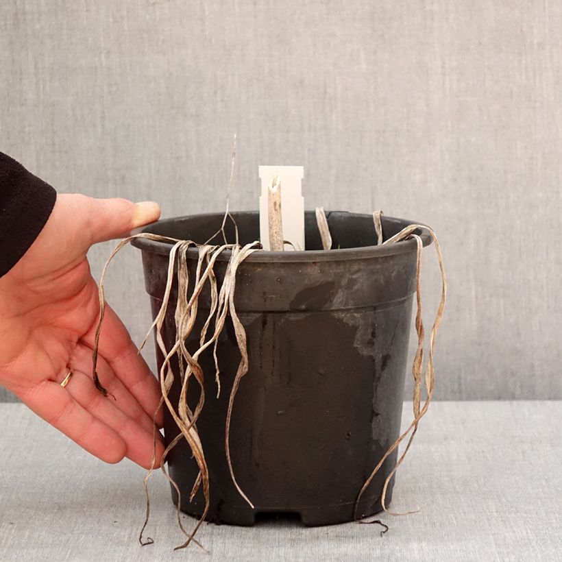 Exemplar von Hémérocalle Final Touch - Lis d'un jour rose carmin à centre vert Pot de 2L/3L wie im Winter geliefert