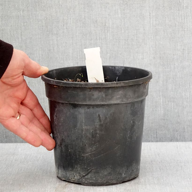 Example of Hemerocallis Final Touch - Taglilie Topf mit 2L/3L as you get in printemps