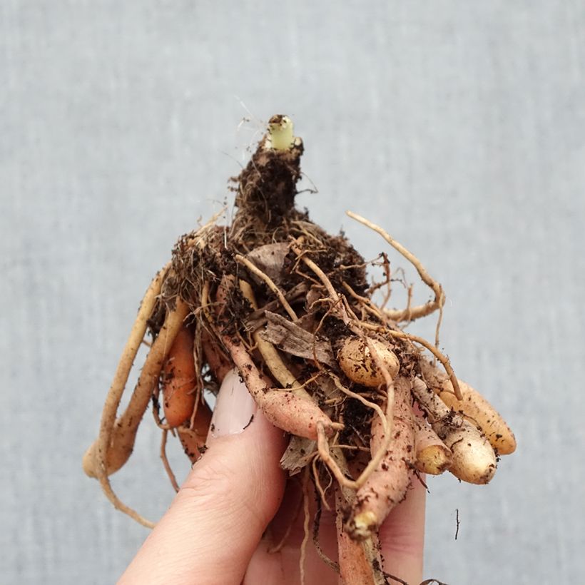 Example of Hemerocallis Final Touch - Taglilie Wurzelnackt as you get in hiver