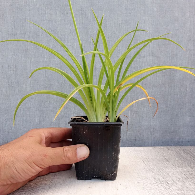 Exemplar von Hemerocallis Flambeau - Taglilie Kleine Töpfe von 8/9 cm wie im Sommer geliefert