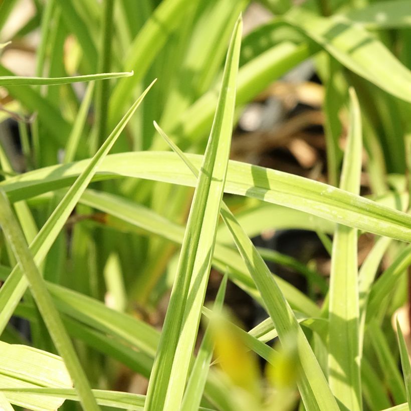 Hemerocallis Flambeau - Taglilie (Foliage)