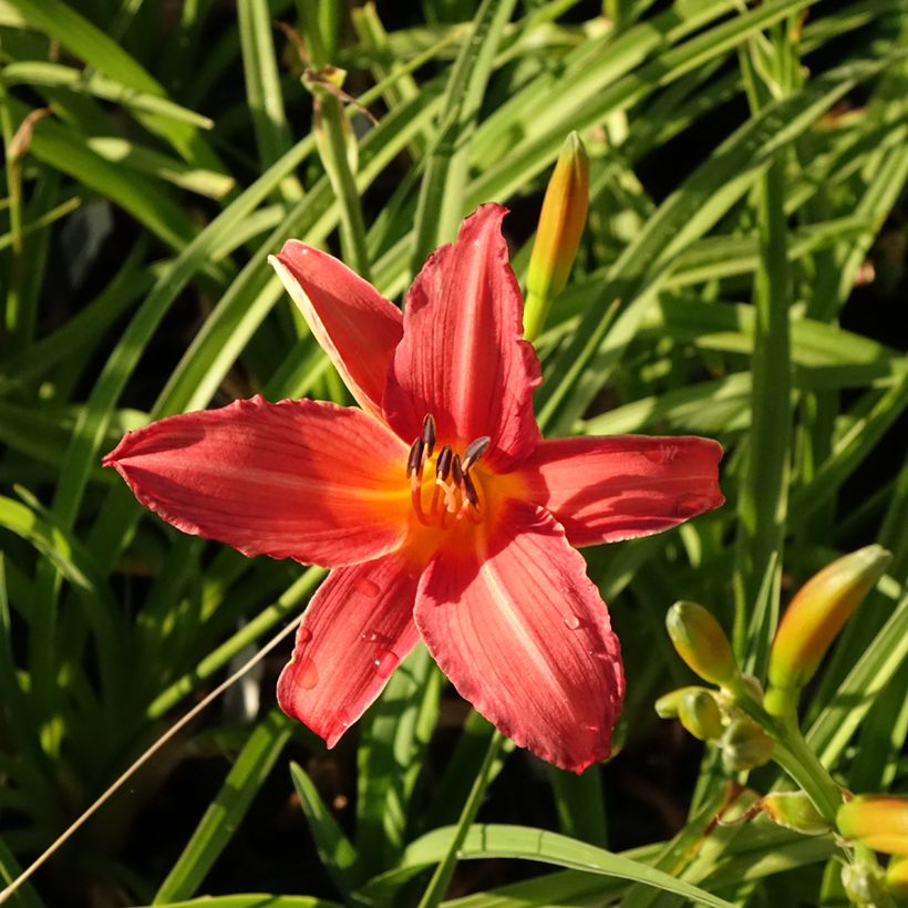 Hemerocallis Flambeau - Taglilie (Flowering)