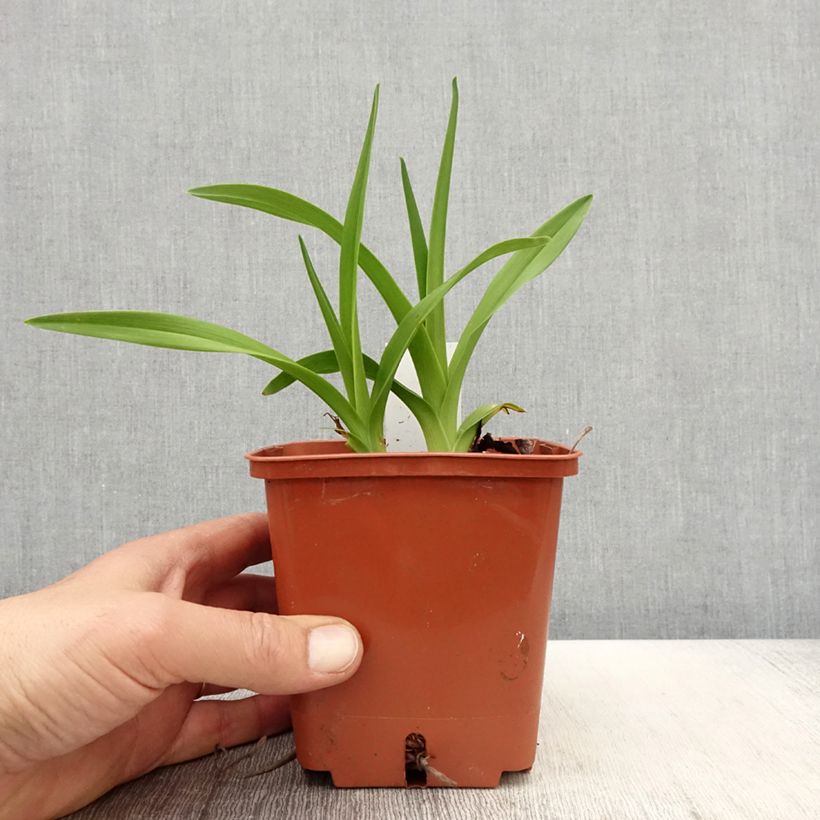 Exemplar von Hemerocallis Fooled Me - Taglilie Topf mit 1L/1,5L wie im Frühjahr geliefert