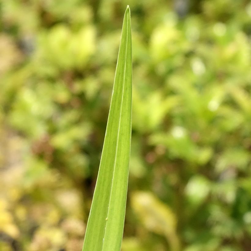 Hemerocallis fulva Flore Pleno - Taglilie (Foliage)