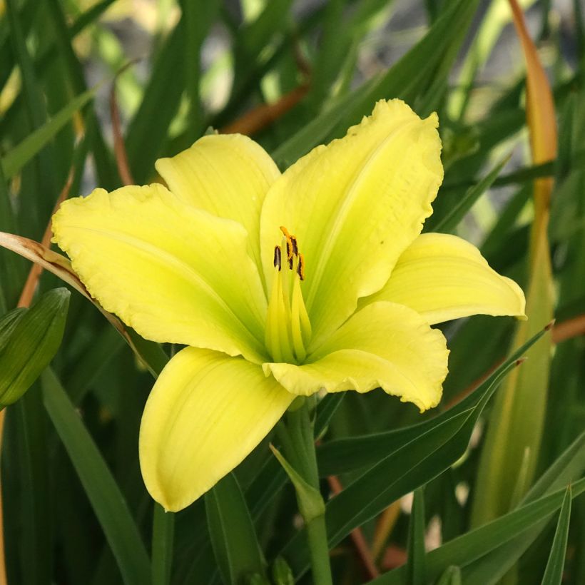 Hemerocallis Green Flutter - Taglilie (Blüte)
