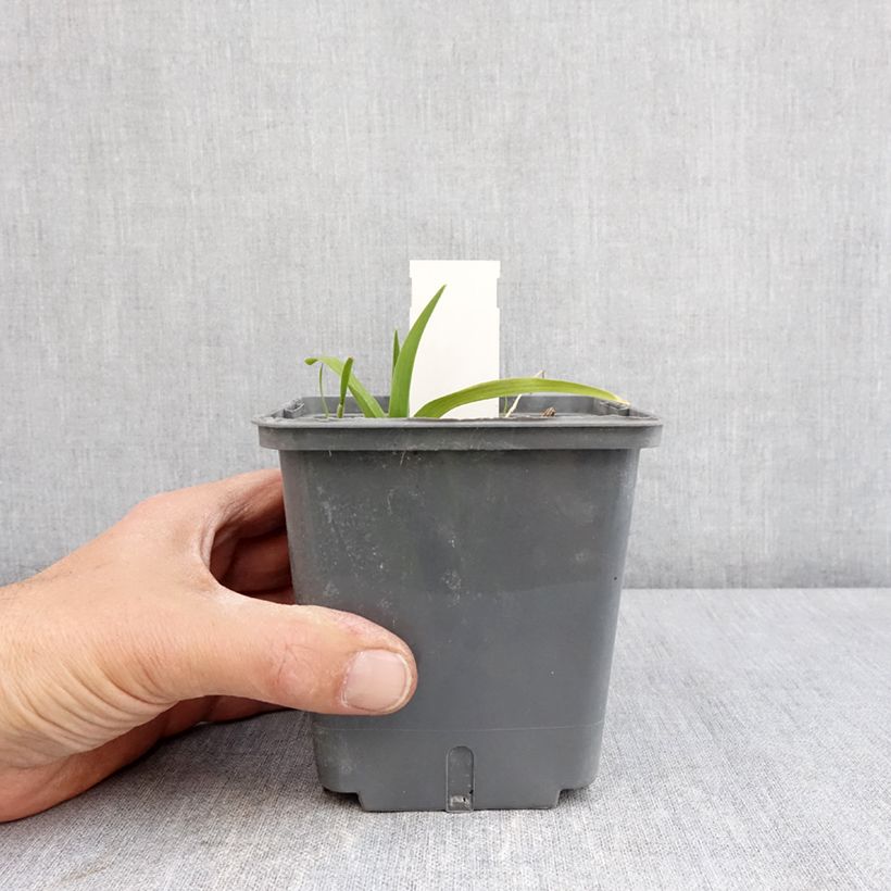 Exemplar von Hemerocallis In Excess - Taglilie Topf mit 1L/1,5L wie im Frühjahr geliefert