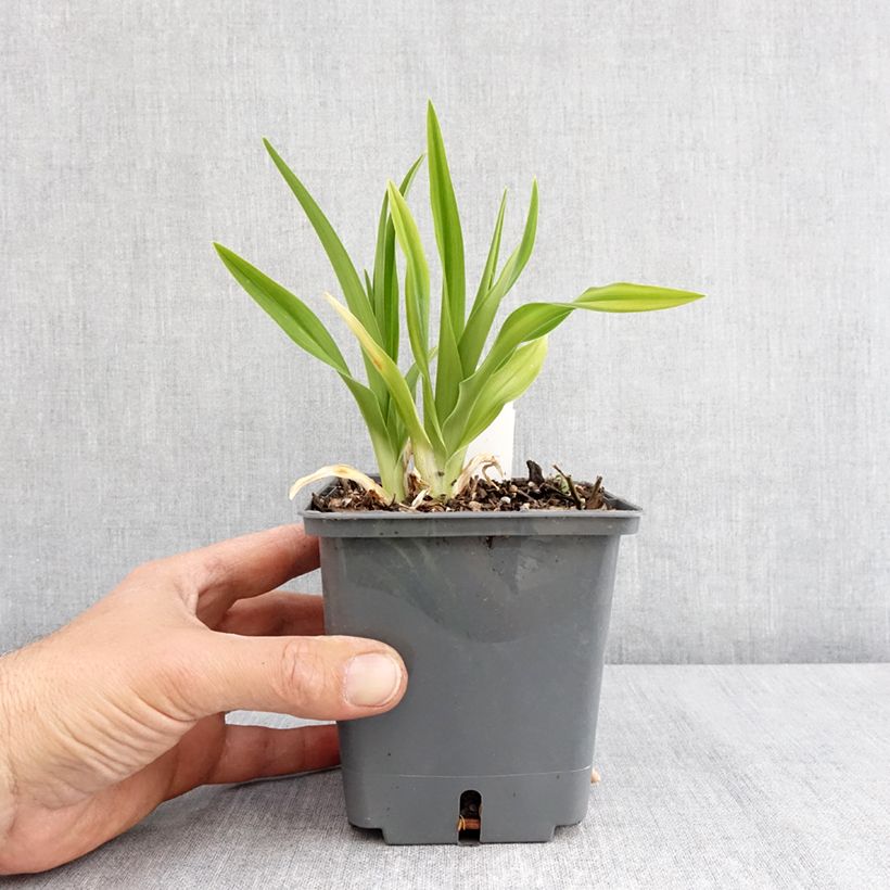 Exemplar von Hemerocallis Land of Cotton - Taglilie Topf mit 1L/1,5L wie im Frühjahr geliefert