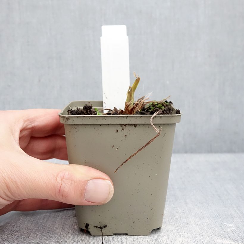 Exemplar von Hemerocallis Lucretius - Taglilie Kleine Töpfe von 8/9 cm wie im Winter geliefert