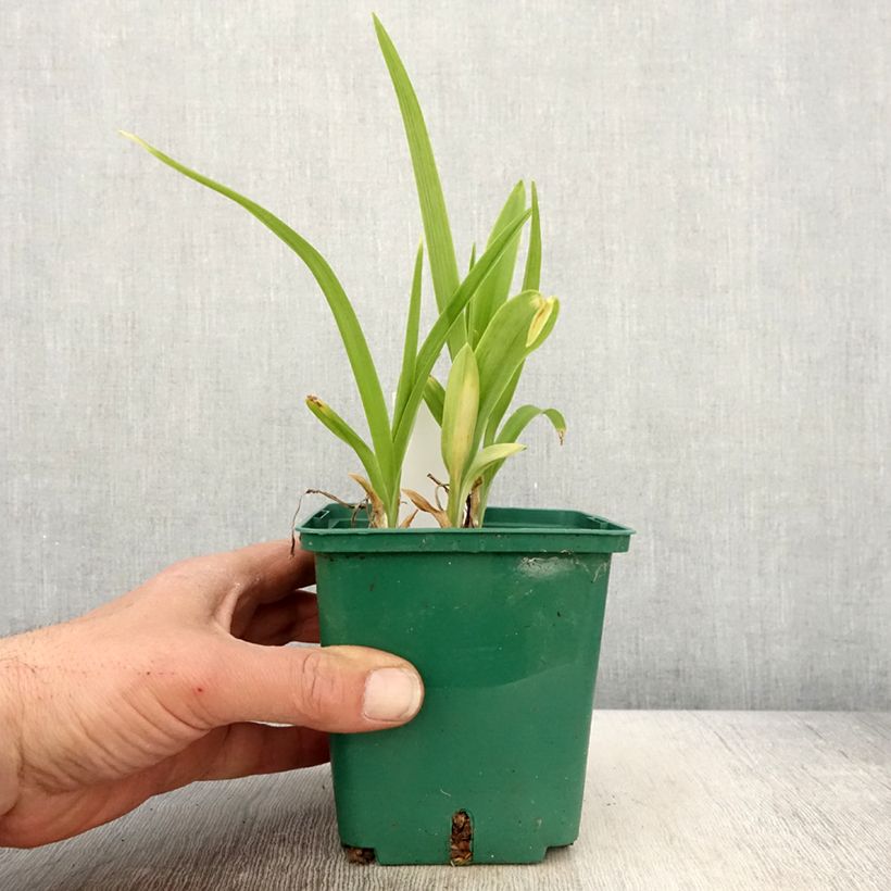 Example of Hemerocallis Luxury Lace - Taglilie Topf mit 1L/1,5L as you get in printemps