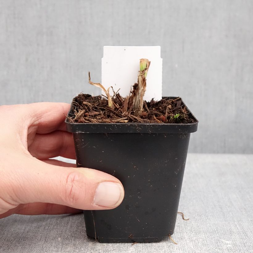 Exemplar von Hemerocallis Mauna Loa - Taglilie Kleine Töpfe von 8/9 cm wie im Winter geliefert