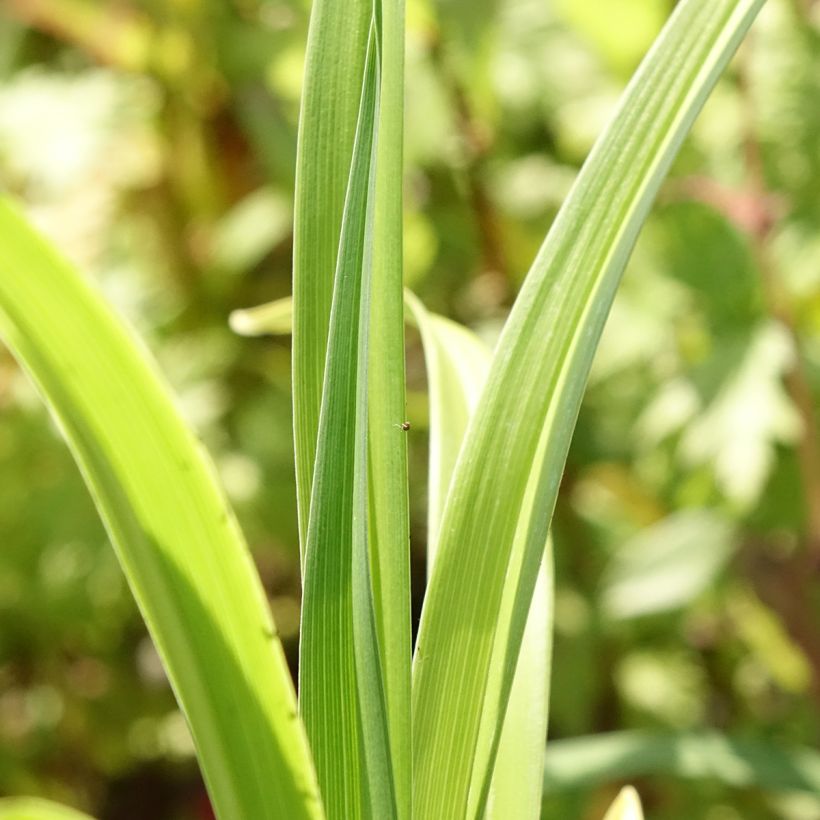 Hemerocallis Mauna Loa - Taglilie (Laub)